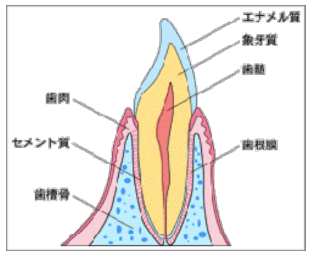ホワイトニング１